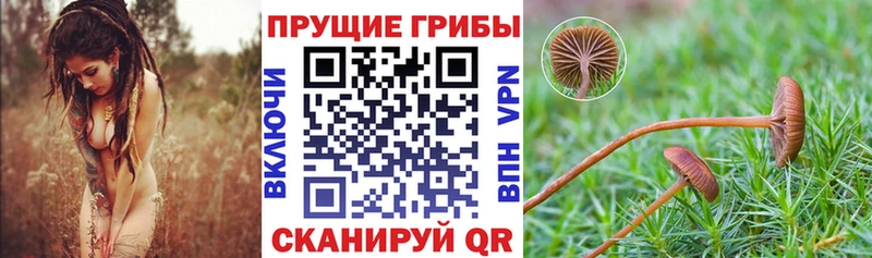 Галлюциногенные грибы Psilocybe  Купить где  Пестово 